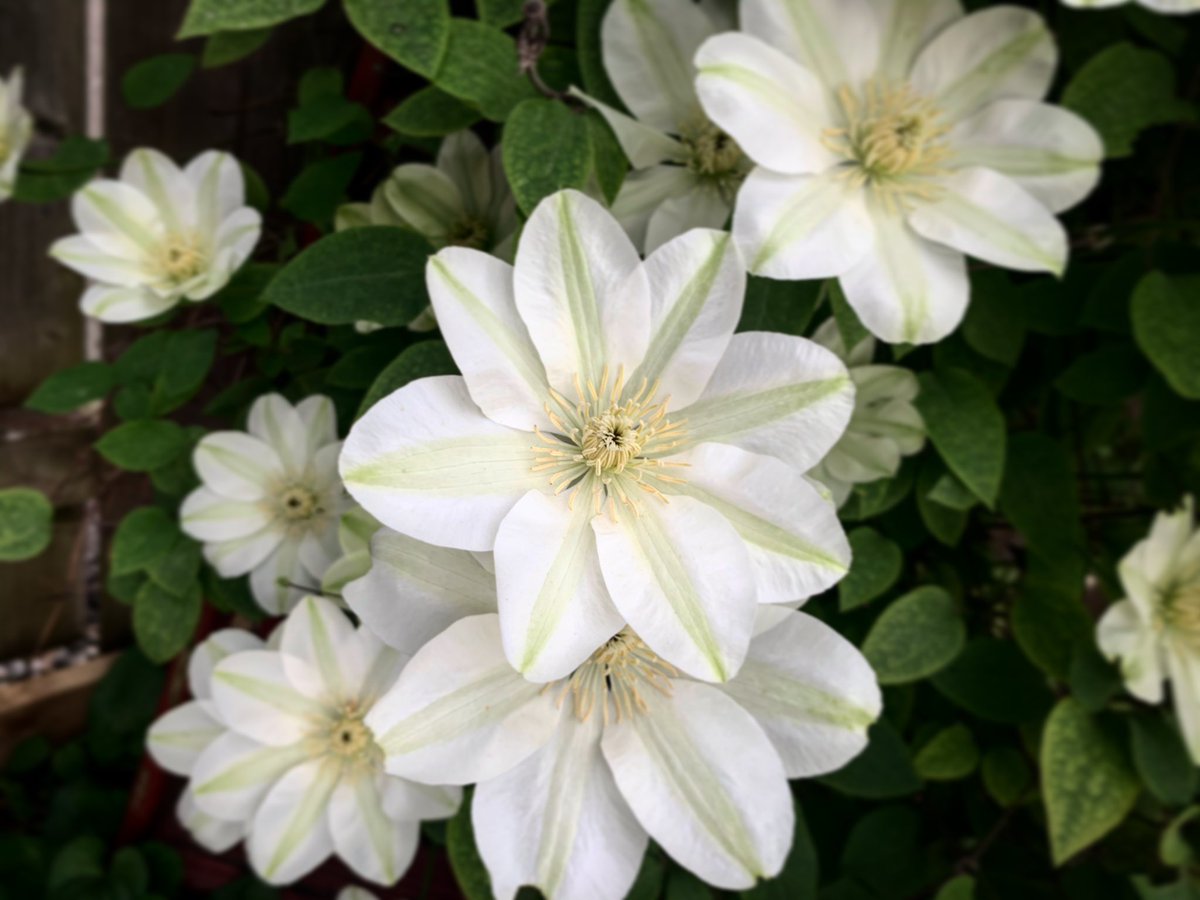 Angelica Bottaro tweet media