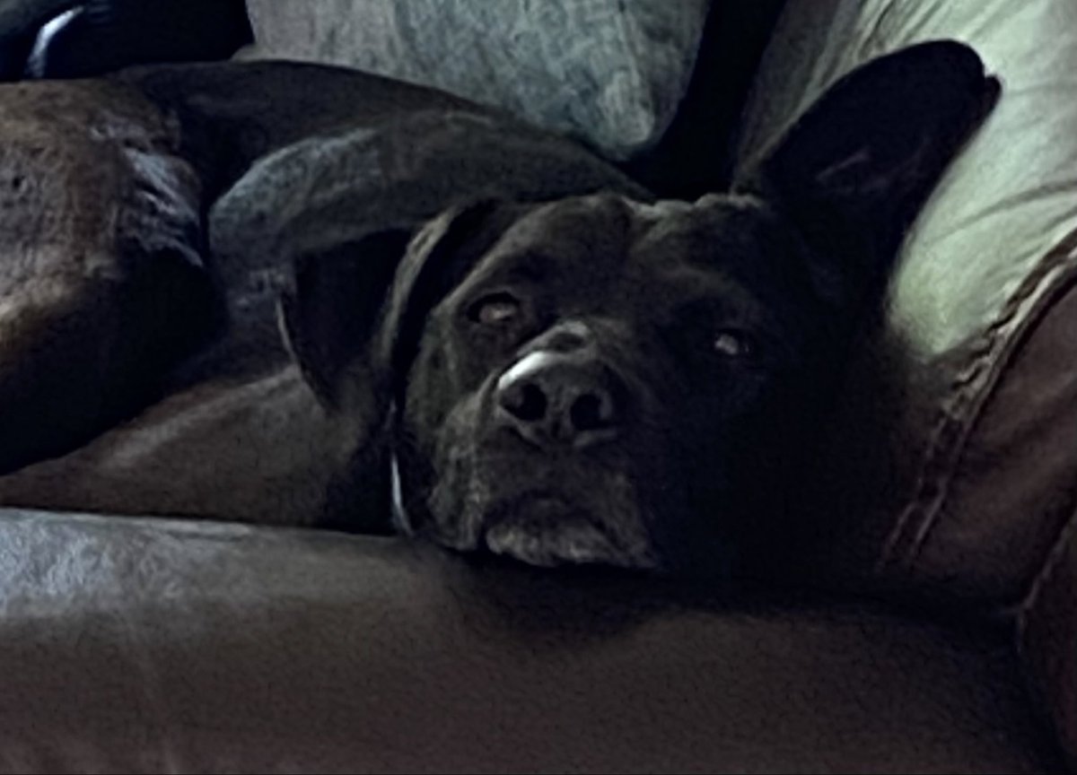 FinTheDog2's tweet photo. Excuse me Sir, you are suppose to be at work. Don’t you know this is my time to rest and sleep! https://t.co/sJSerjtPKo