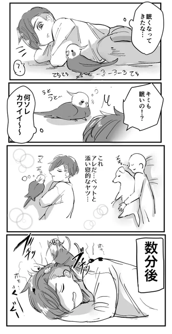 鳥と添い寝
#オカメインコ
#日常漫画
#漫画が読めるハッシュタグ 