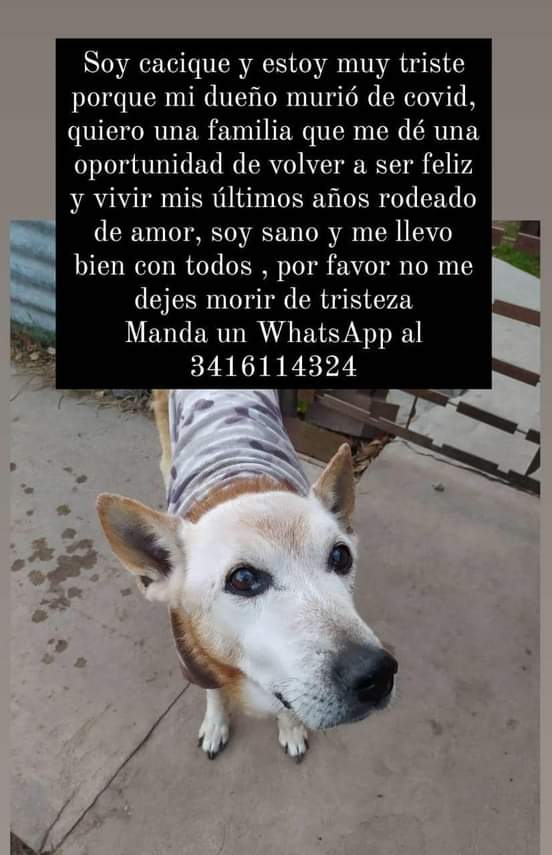 MaraDel01499408's tweet photo. Rosario me ayudan a difundir x favor 🙏 su dueño murió de COVID y quedó solito https://t.co/7yhjhK3lLB