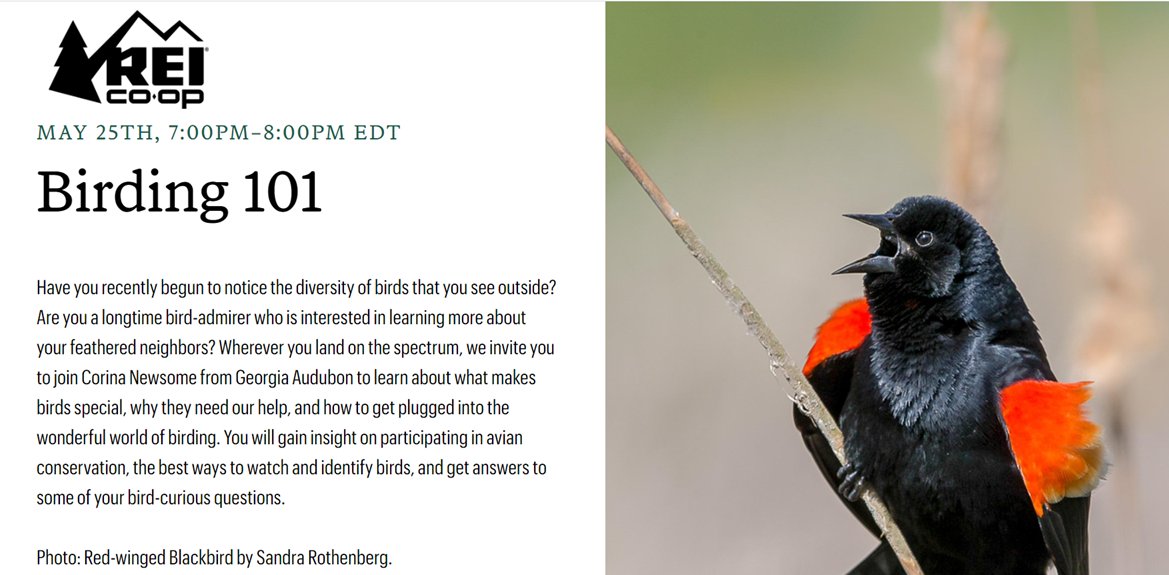 hood_naturalist's tweet photo. TOMORROW (5/25) at 7 PM ET!!!!

I'm hosting Birding 101 with @REI and @GeorgiaAudubon! We bout to have some fun yall!!!!!! Join me! It's free!!! https://t.co/mnhHkOAv7B https://t.co/iJmYL97UOE