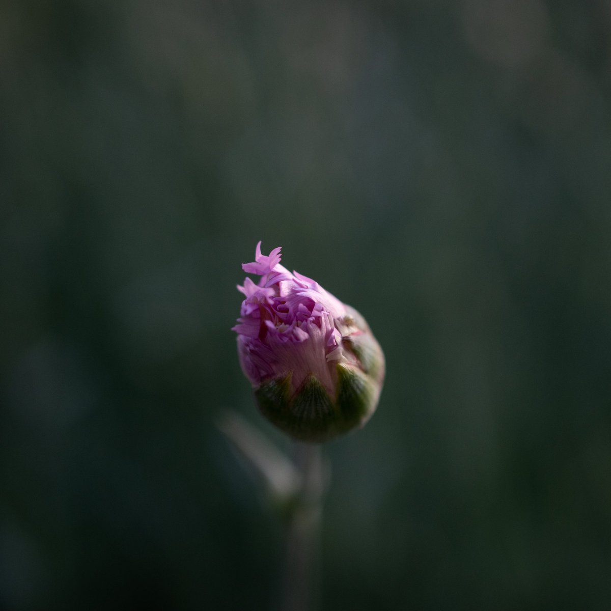 sdremthix's tweet photo. @sdremthix #beautiful #bloom #blossom #botanical #floral #flower #flowermagic #floweroftheday #flowerporn #flowers #flowerslovers #flowerstyles_gf #insta_pick_blossom #love #nature #photooftheday #dof_addicts #dof #bokeh #Monday #Mondaymorning #mondaypic #staysafe #sdremthix https://t.co/fWfTHamEds