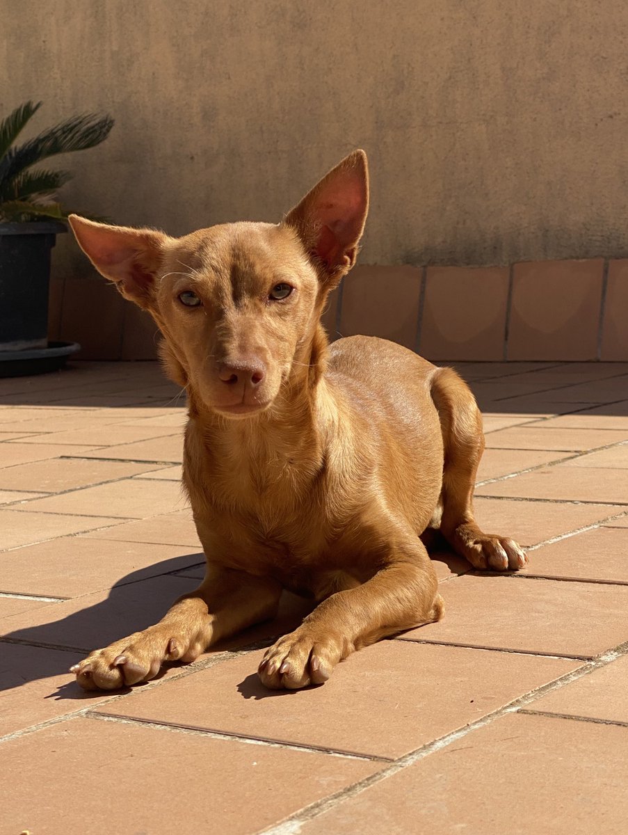aggggueda's tweet photo. ‼️Estamos buscando casa para este perrito, porfa RT‼️ https://t.co/HRhc3DqieT