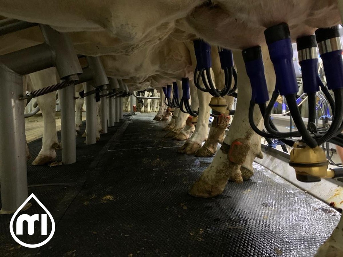 MR_ITP's tweet photo. Check out this 2x8(16 point) Herringbone parlour in Brazil on our Liner Exchange Service (LES).
For more information on LES get in touch or visit: https://t.co/40SLD157Mj
#ImprovingEveryFarmWeTouch #BuildingaBrighterFuture #TeatHealth #DairyFarming #ImpulseAir #FarmServices https://t.co/ZqjNgwR3nv