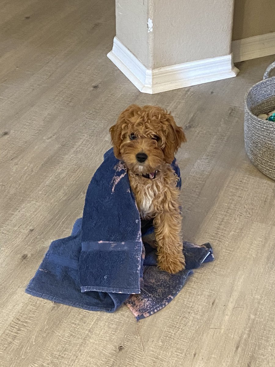 datajewelsfl's tweet photo. So excited to kick off SDP Convening with our new Cavapoo, Oliver! #PetsofSDP https://t.co/xg2IsOEh1F