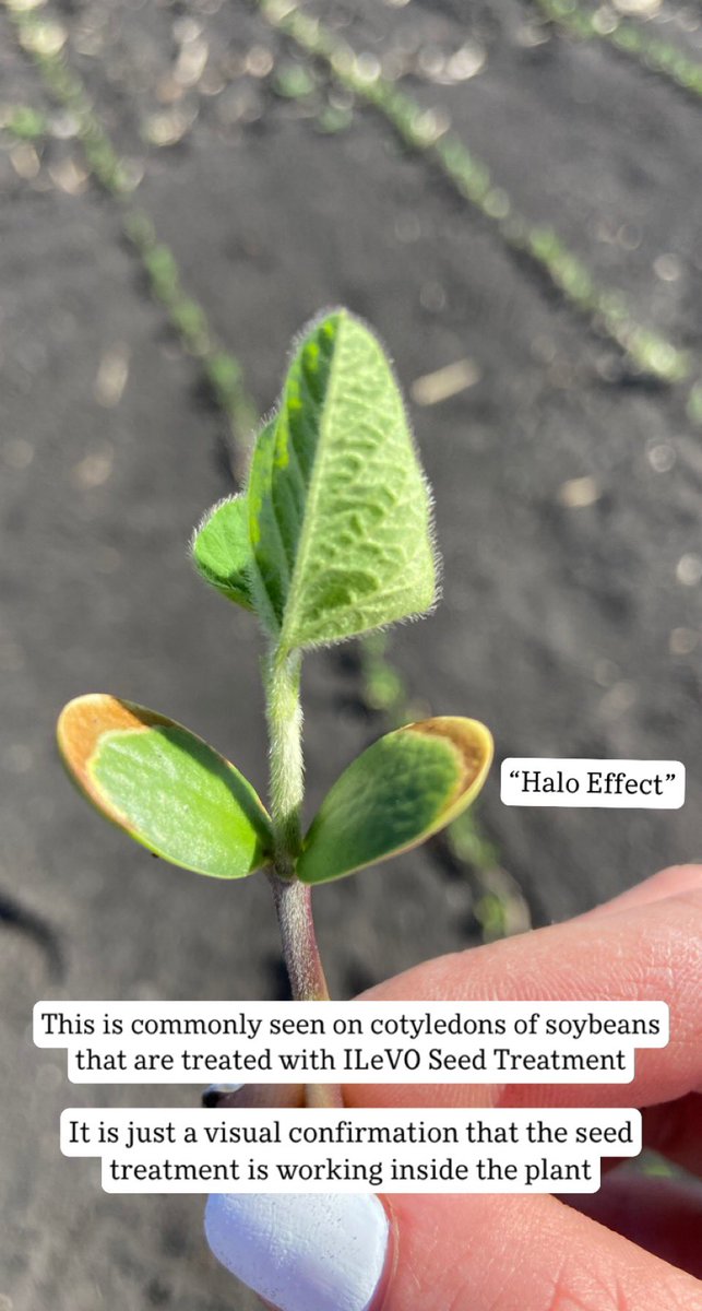 Agriliz_'s tweet photo. Seeing halos? That’s just a sign that you are protected 😇 
#ILeVOSeedTreatment https://t.co/J6VZODT17s