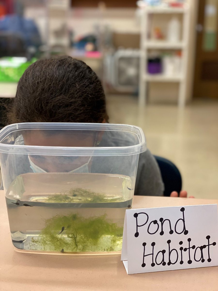 Happy Monday, Red Knights! 2nd grade was learning about animal &amp; plant habitats with a little extra at 10G learning about the life cycle of a frog/toad. When students are done w/work they can come in for a close look. TY Mrs. Horrigan for the pic.