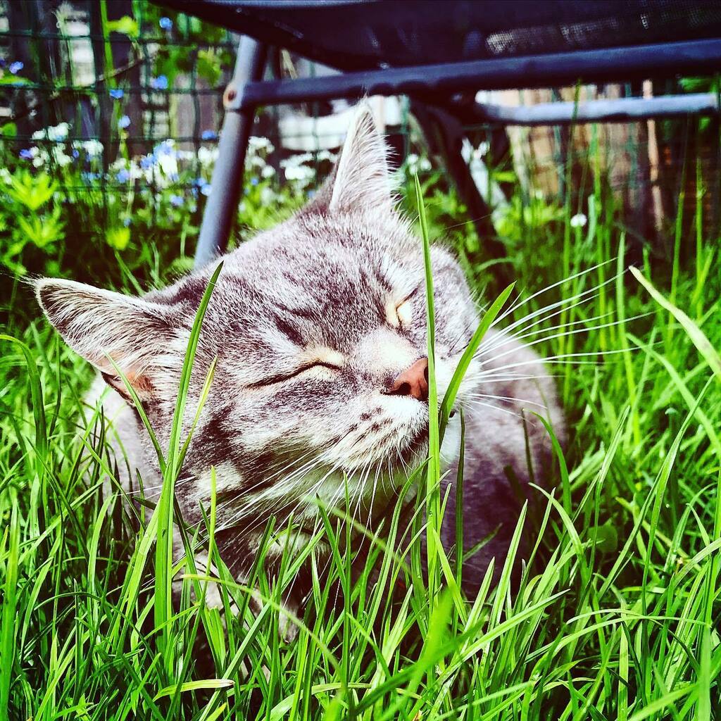 fieldym's tweet photo. Grass is getting long.
I think I need to meow the lawn.

Hahahaha, I’m so funny!

#InTheLongGrass #Cat #Outside #Grass #Lawn #HappyCat #Chat #Gato #Neko #Miow #Meow #CatFullOfHappy #MeowTheLawn #HangingOutInTheGarden #CatfordCat #ConfiscatedVole #GreenGr… https://t.co/2JZiRmQejO https://t.co/L2kjRAyZ2r