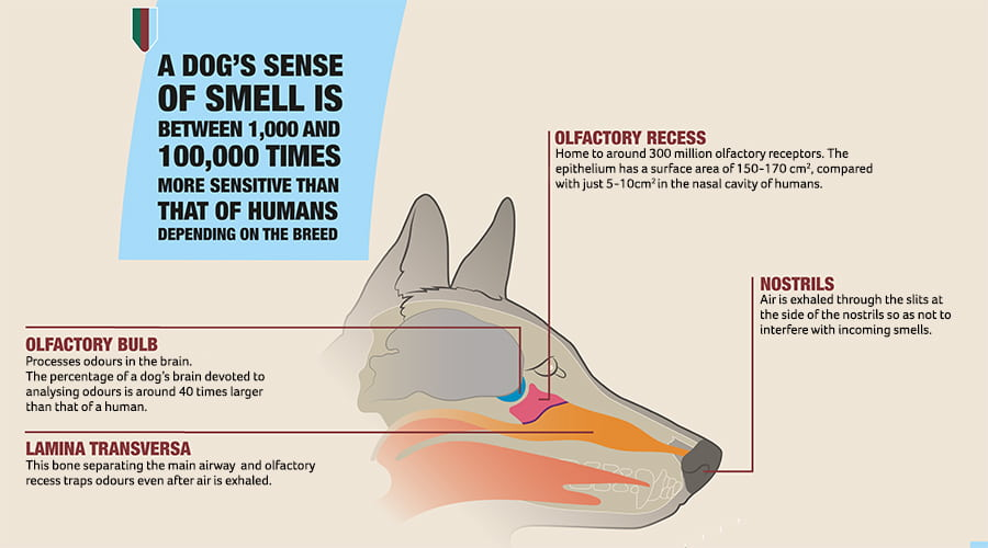 WelfarePaws's tweet photo. Fun Fact for the day is...
Did you know a dogs sense of smell is at least 40x better than ours and that Some have such good noses they can sniff out medical problems https://t.co/Id09uIUesZ