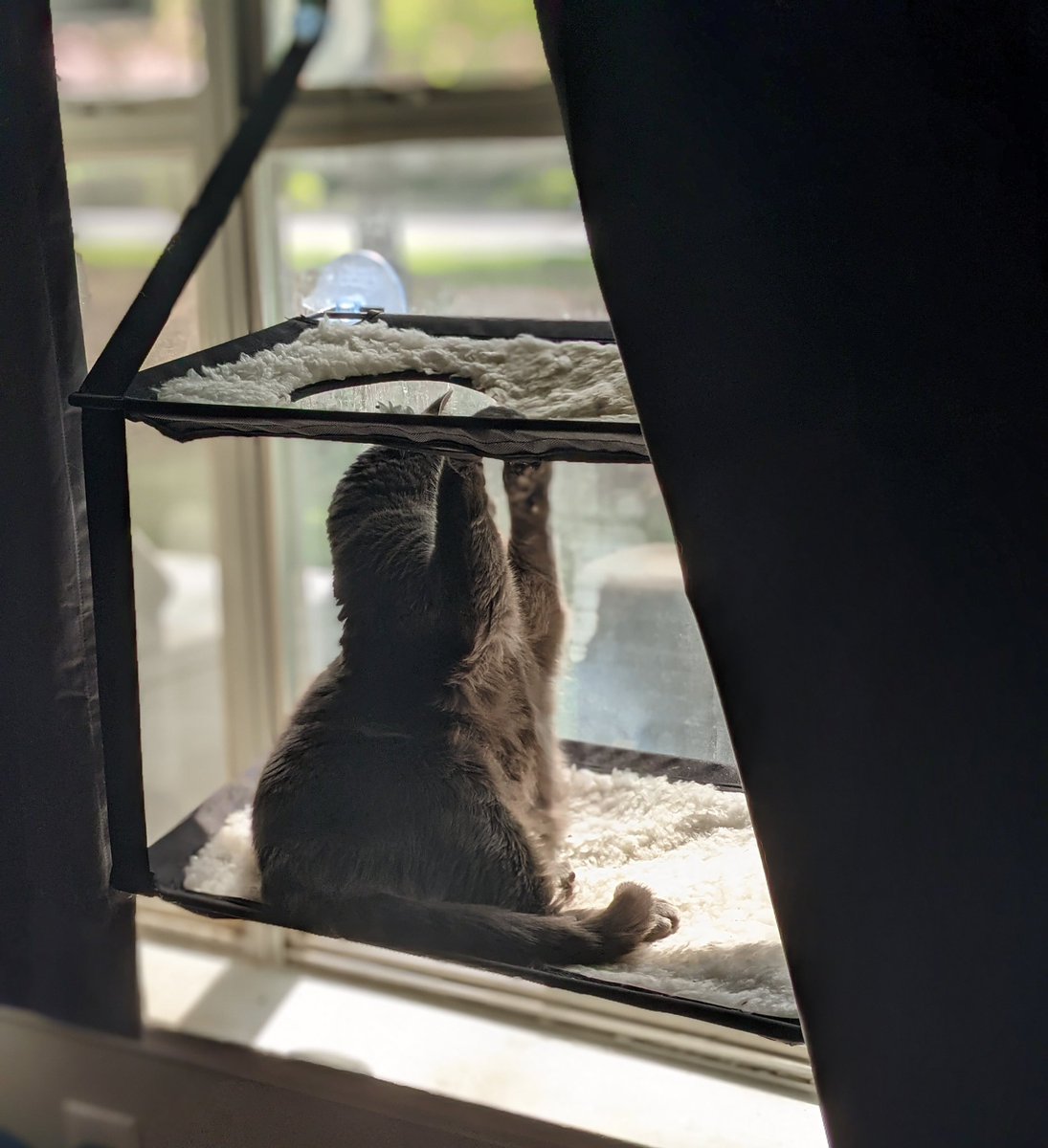 Here2boopsnoots's tweet photo. Y'all...
Take one second outta ur day to appreciate how Oakleigh is sitting in her window seatππ
#Floofs #Floofing https://t.co/nkbKDjKpeC