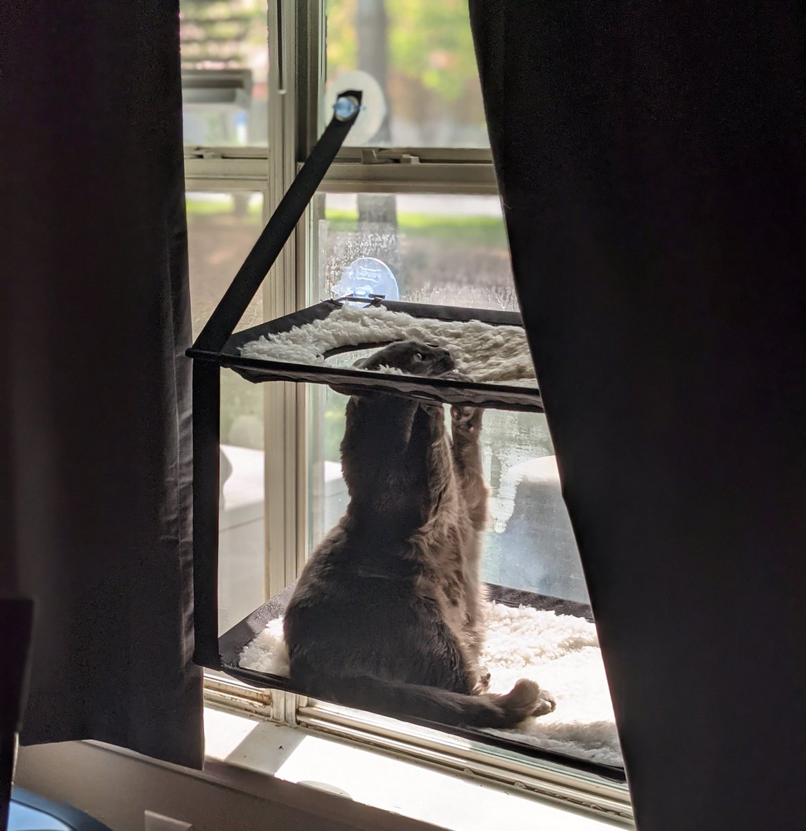 Here2boopsnoots's tweet photo. Y'all...
Take one second outta ur day to appreciate how Oakleigh is sitting in her window seatππ
#Floofs #Floofing https://t.co/nkbKDjKpeC
