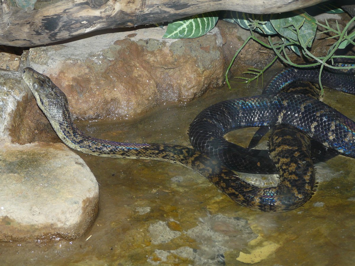 Leolupus's tweet photo. #SnakeOfTheWeek Jamaican boa (Chilabothrus subflavus). #snakes #reptiles #animals #wildlife https://t.co/TJZjQ3QEFV
