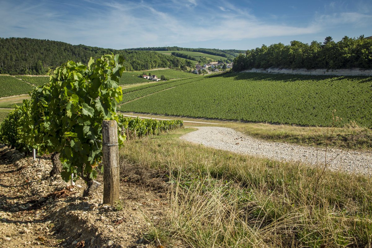 Bourgogne Wines tweet media