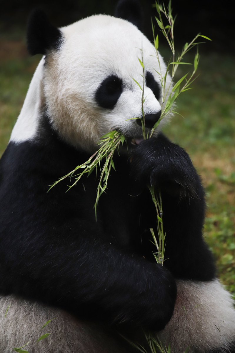CP_Photonet's tweet photo. #pandastory https://t.co/3PRwtyZ2oX