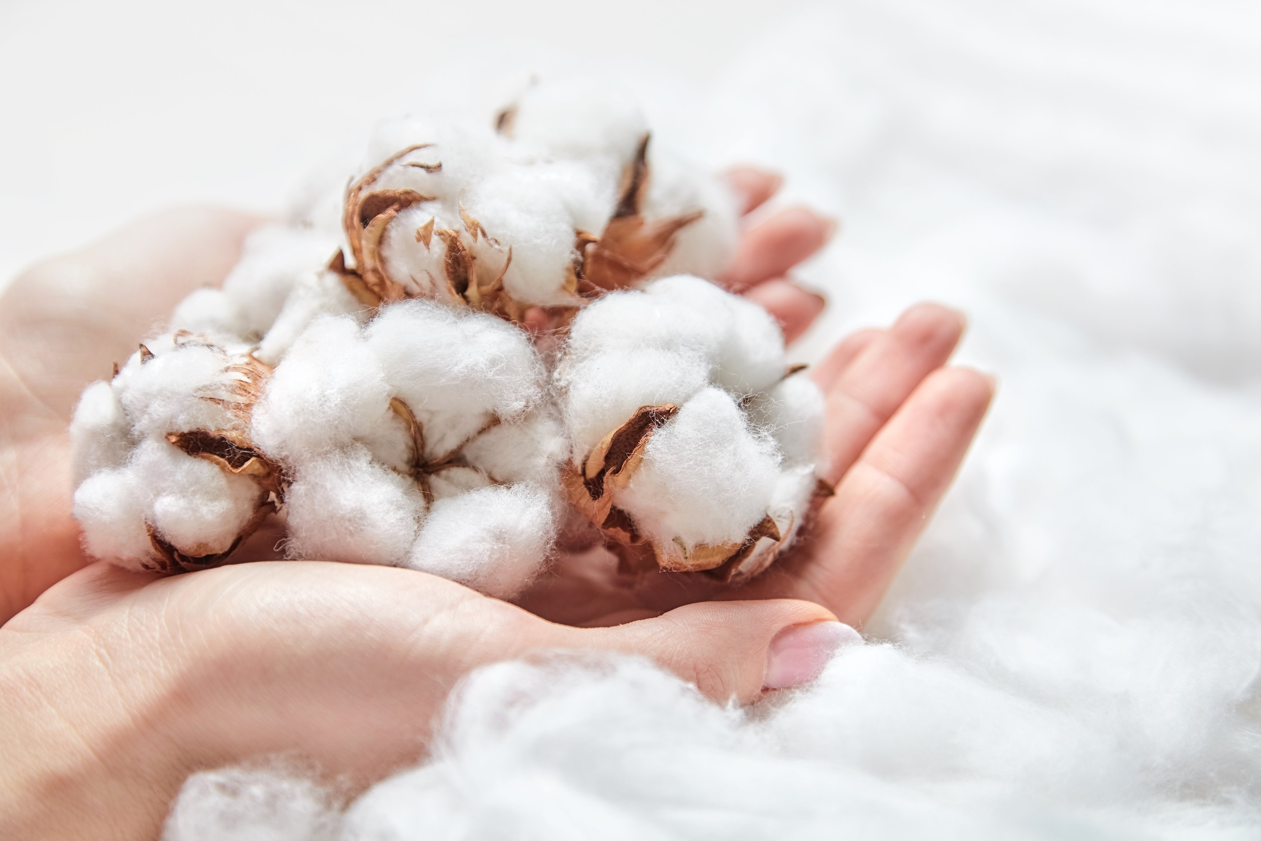 Cotton
