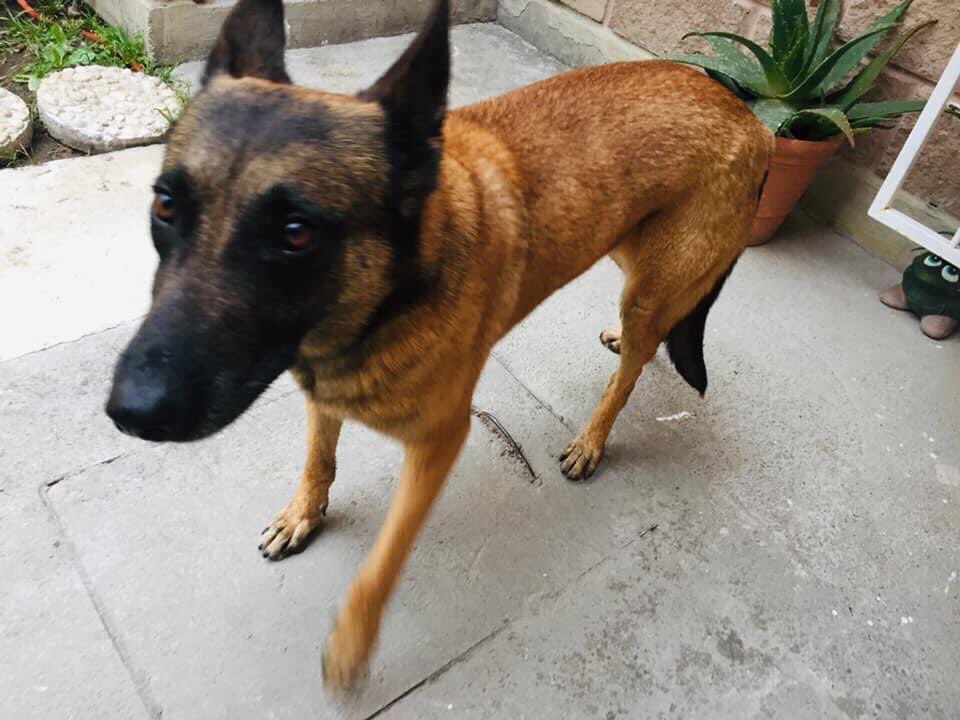 DanLu84's tweet photo. Canela, pastor belga malinois, hembra, 5 años, esterilizada, busca nuevo hogar, vive en un patio de 3x3 junto con otra perrita por lo que no tiene espacio, no le gustan los gatos, convive con niños, es muy noble, no es agresiva. Ixtapaluca, EdoMex #adopta #AdoptaNoCompres https://t.co/9M3Ytta3gj