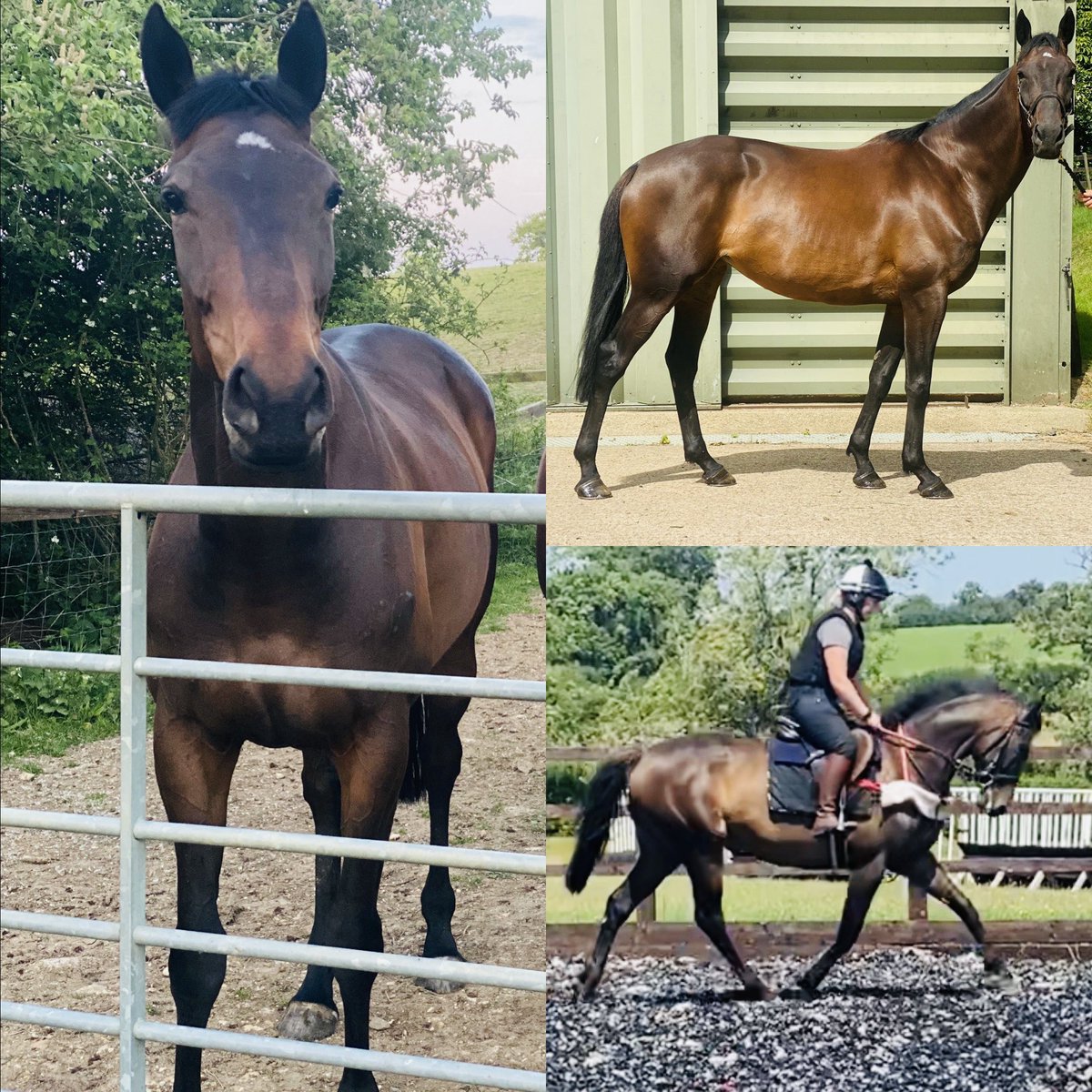 Klmorgan15's tweet photo. 🐎Syndicate opportunity at @Klmorgan15 racing 🐎

Feuille de lune 2015 bay mare. Placed in two Irish points, Feuille de lune will be offered on a free lease for the 2021/22 point to point season. No hidden costs, set monthly payment. 

☎️ Get in touch 07808133324 #gopointing https://t.co/lHymOQGeRc