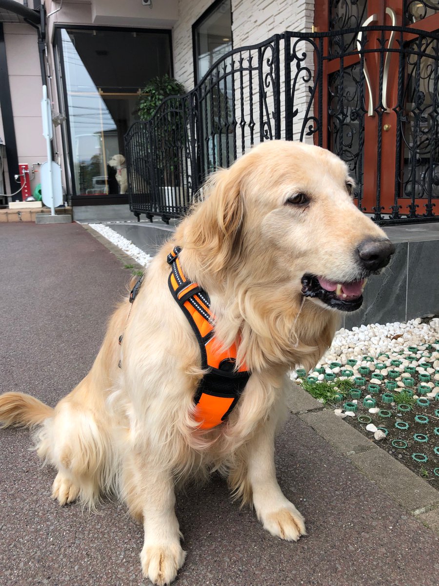 Hasesan55 我が家におばあちゃん犬が来ました 名前は ラスティ です 10歳のおばちゃんゴールデンです 今日は動物病院で健康診断もok フェラリヤもok 血液検査ok とても可愛い エルフと同じ 八ヶ岳の犬の牧場の出身犬です 今後ともよろしくね