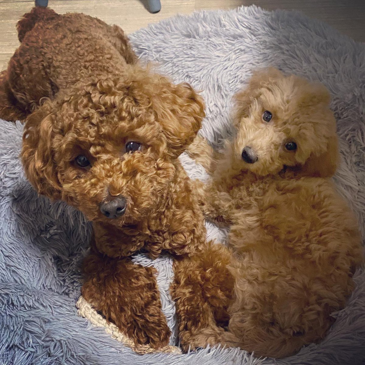 Toy Poodle Nicolai Xandra V Twitter 今日のニコライ サンドラ 初めての2 Shot トイプードル トイプードル多頭飼い トイプードルパピー トイプードルレッド トイプードル生活 犬好きさんと繋がりたい いぬのいる暮らし
