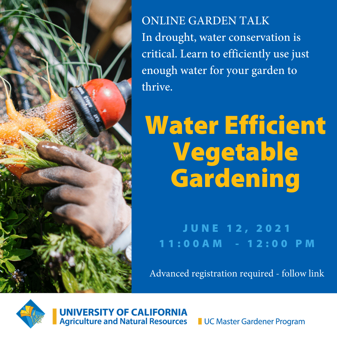 AlamedaMg's tweet photo. #Drought gardening needs a good watering strategy - join us June 12 at 11 AM &amp; learn to calculate plant water requirements, manage soil quality, use #watering methods &amp; #gardening practices to reduce #water in a vegetable garden. @AlamedaCounty https://t.co/IXUr9gbai5 https://t.co/mMISKjC2zr