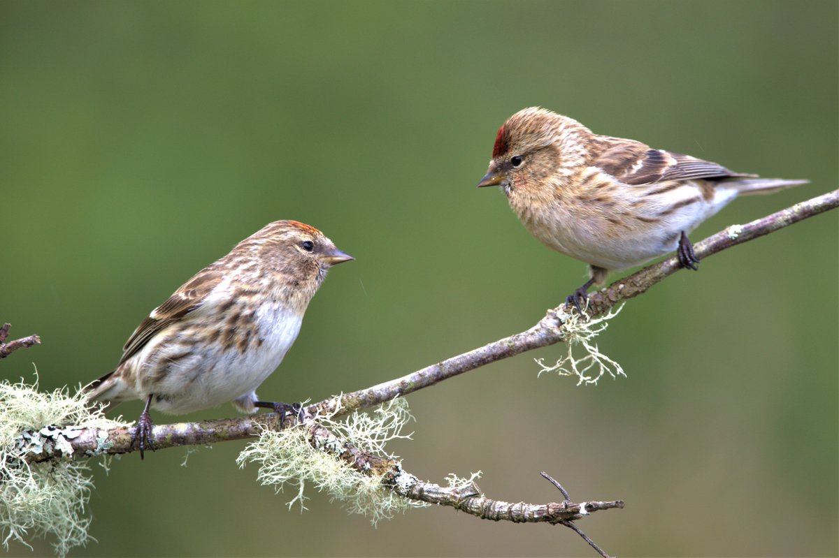 FifeForays tweet media