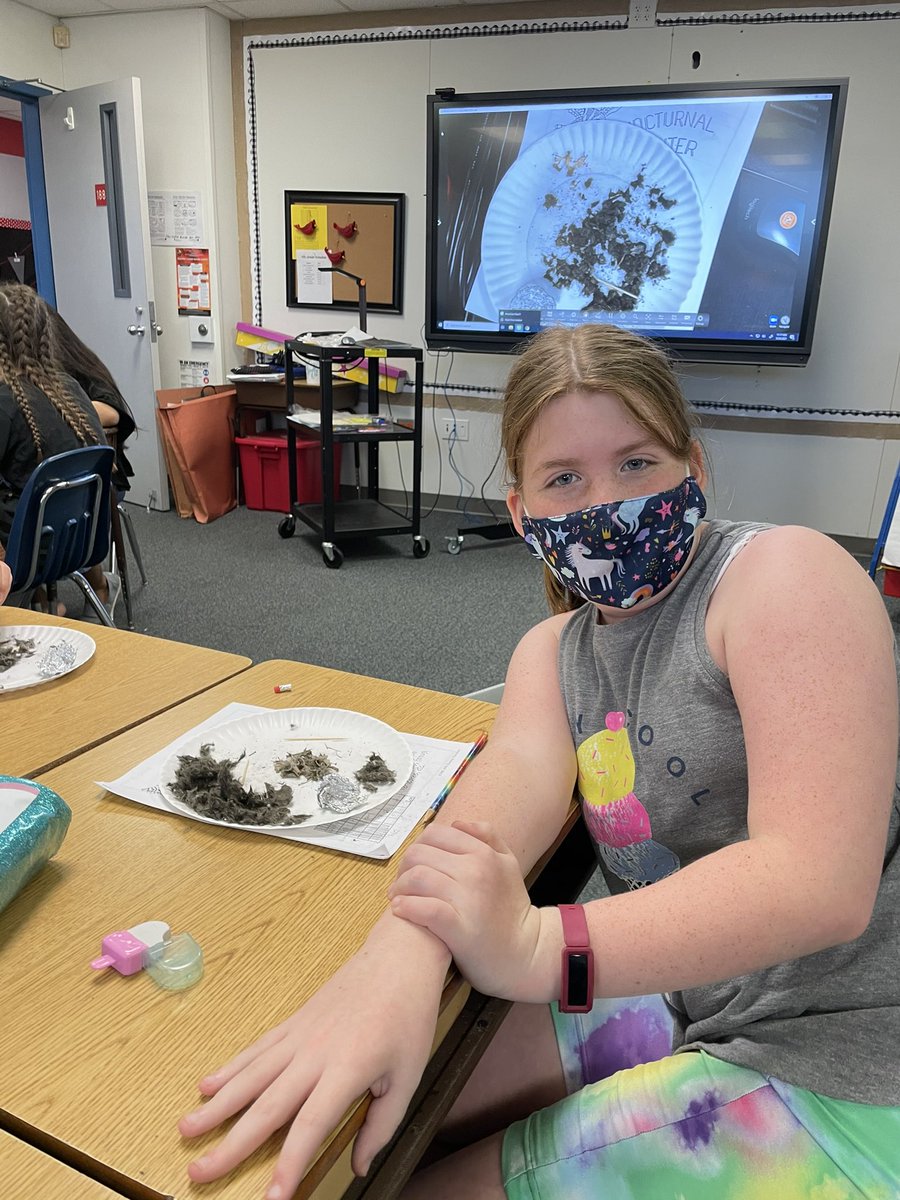 MsMclovesELA's tweet photo. We are having a blast dissecting owl pellets in 4th grade!! #Kentrocks  @KentCardinals #4thgraderocks https://t.co/vpz6HZ6xmh
