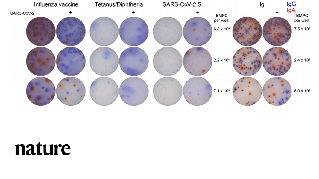 Nature's tweet photo. A paper in Nature reports the persistent production of antibodies to SARS-CoV-2 in the form of long-lived bone marrow plasma cells in patients for up to 8 months after infection. https://t.co/hweQFL56A8 https://t.co/9Jzubtf3SA