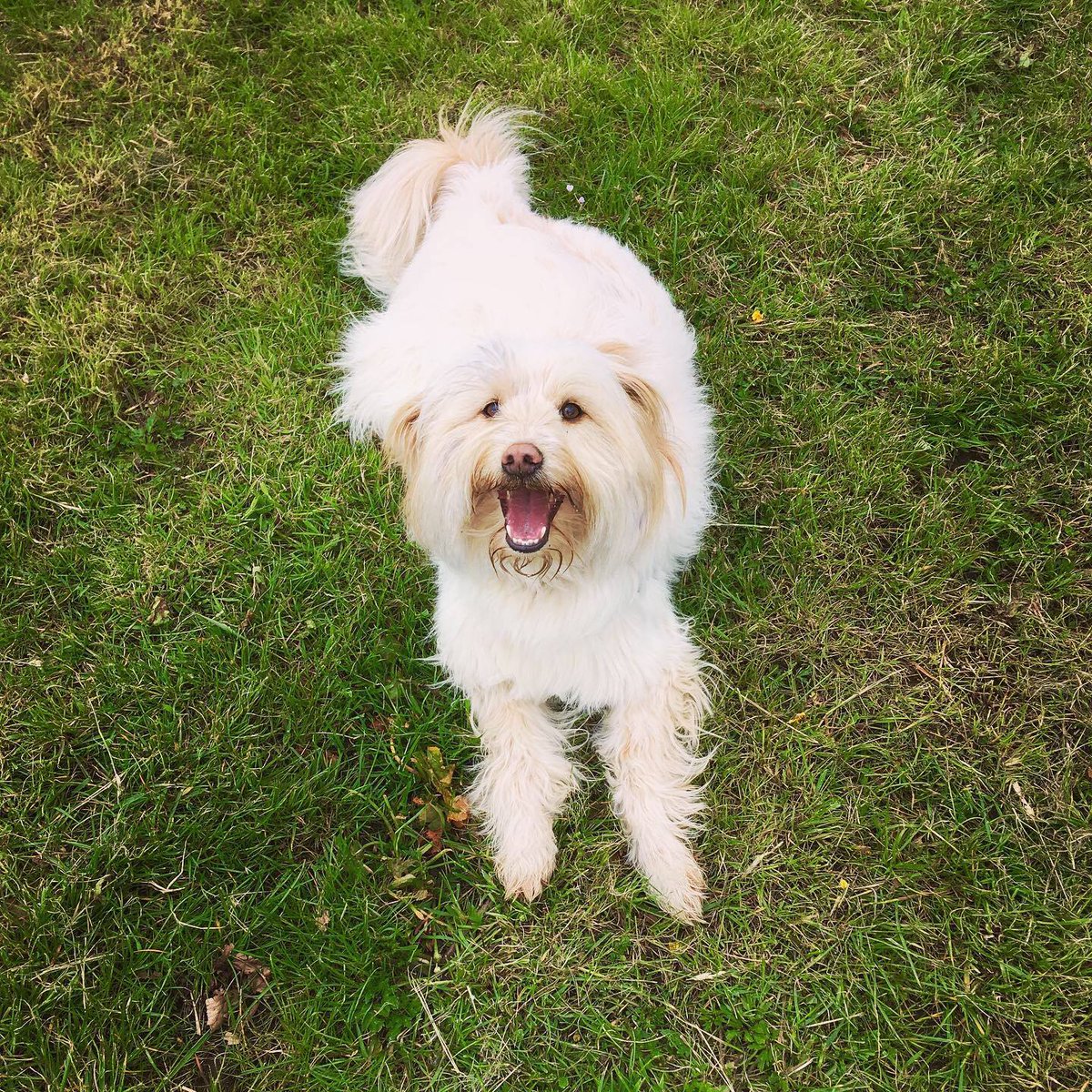 DavidBarbarossa's tweet photo. I've had that daft 'Happy Dog' song from TikTok and Instagram reels in my head all day. No idea why.
#happydogs #rescuedogs #daftdogs #mabois #rontent #bonushulk https://t.co/o3Kv2eV0ZN