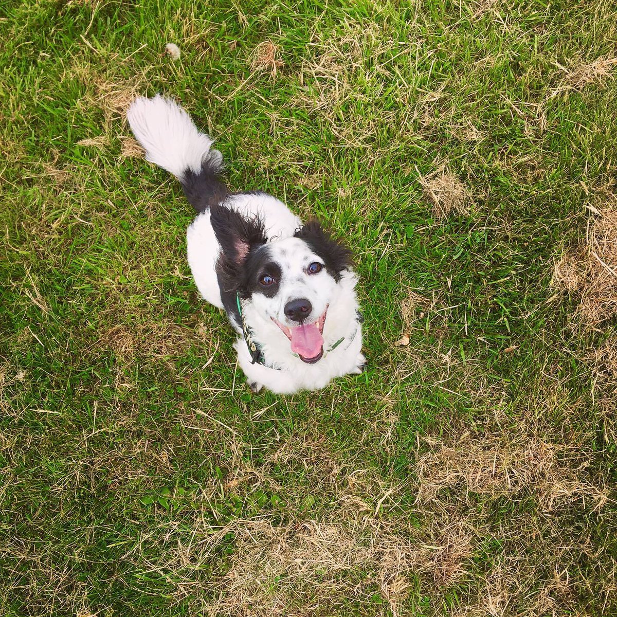 DavidBarbarossa's tweet photo. I've had that daft 'Happy Dog' song from TikTok and Instagram reels in my head all day. No idea why.
#happydogs #rescuedogs #daftdogs #mabois #rontent #bonushulk https://t.co/o3Kv2eV0ZN