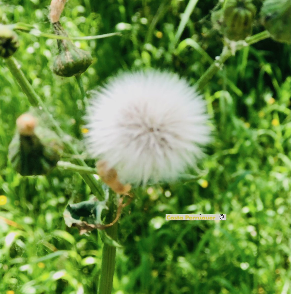 Ramon Costa (@costaperruquer) on Twitter photo 