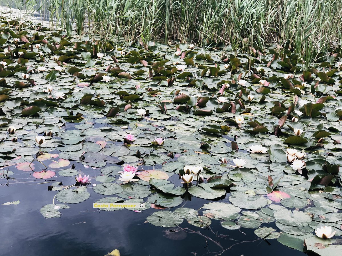 Ramon Costa (@costaperruquer) on Twitter photo 