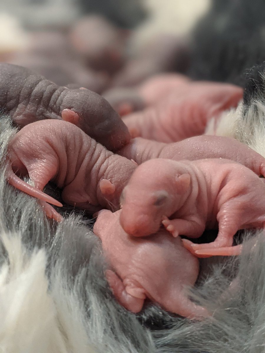 Babies have been inspected and they are all as healthy as it gets!

#rats #petrats #ratsoftwitter