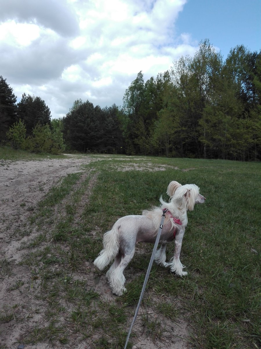 njnowak's tweet photo. WERA Exotic World FCI #dog #dogs #pies #psy #piesek #pieski #pieseł #piesel #chinesecresteddog #chinesecrested #hairless #kutya #koira #koer #cane #cao #chien #hond #hund #hundur #pes #perro #sobaka #pet #pets #animal #animals #zwierzak #zwierzaki #zwierzę #zwierzęta #czteryłapy https://t.co/S88Df7fVqN