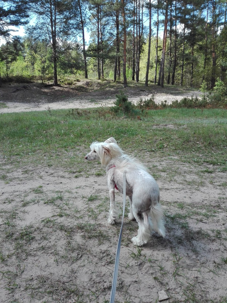 njnowak's tweet photo. WERA Exotic World FCI #dog #dogs #pies #psy #piesek #pieski #pieseł #piesel #chinesecresteddog #chinesecrested #hairless #kutya #koira #koer #cane #cao #chien #hond #hund #hundur #pes #perro #sobaka #pet #pets #animal #animals #zwierzak #zwierzaki #zwierzę #zwierzęta #czteryłapy https://t.co/SZ5D3Wz2v9