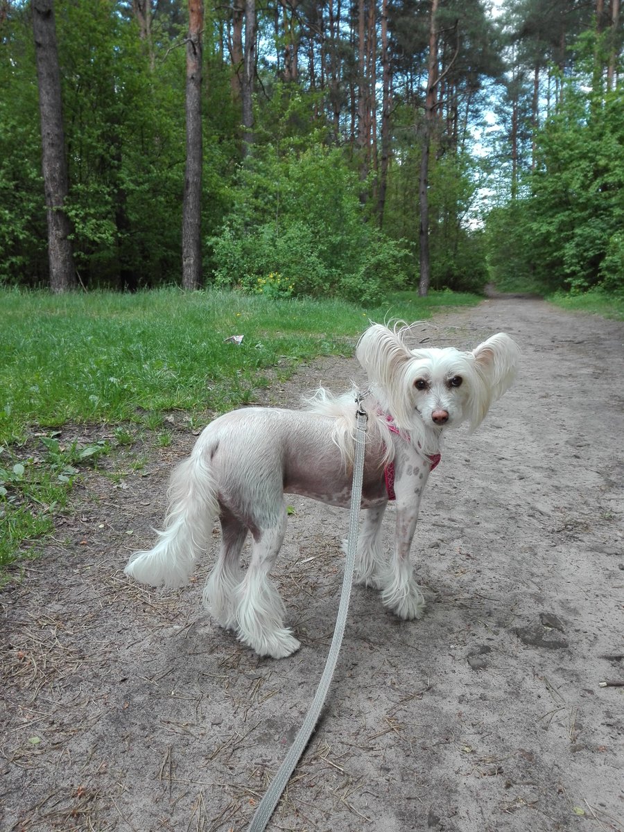 njnowak's tweet photo. WERA Exotic World FCI #dog #dogs #pies #psy #piesek #pieski #pieseł #piesel #chinesecresteddog #chinesecrested #hairless #kutya #koira #koer #cane #cao #chien #hond #hund #hundur #pes #perro #sobaka #pet #pets #animal #animals #zwierzak #zwierzaki #zwierzę #zwierzęta #czteryłapy https://t.co/9RbmQEXR9Q