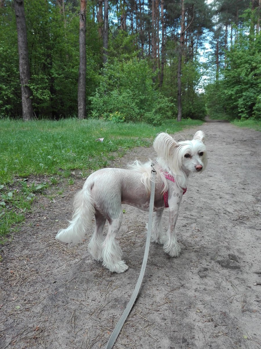 njnowak's tweet photo. WERA Exotic World FCI #dog #dogs #pies #psy #piesek #pieski #pieseł #piesel #chinesecresteddog #chinesecrested #hairless #kutya #koira #koer #cane #cao #chien #hond #hund #hundur #pes #perro #sobaka #pet #pets #animal #animals #zwierzak #zwierzaki #zwierzę #zwierzęta #czteryłapy https://t.co/9RbmQEXR9Q
