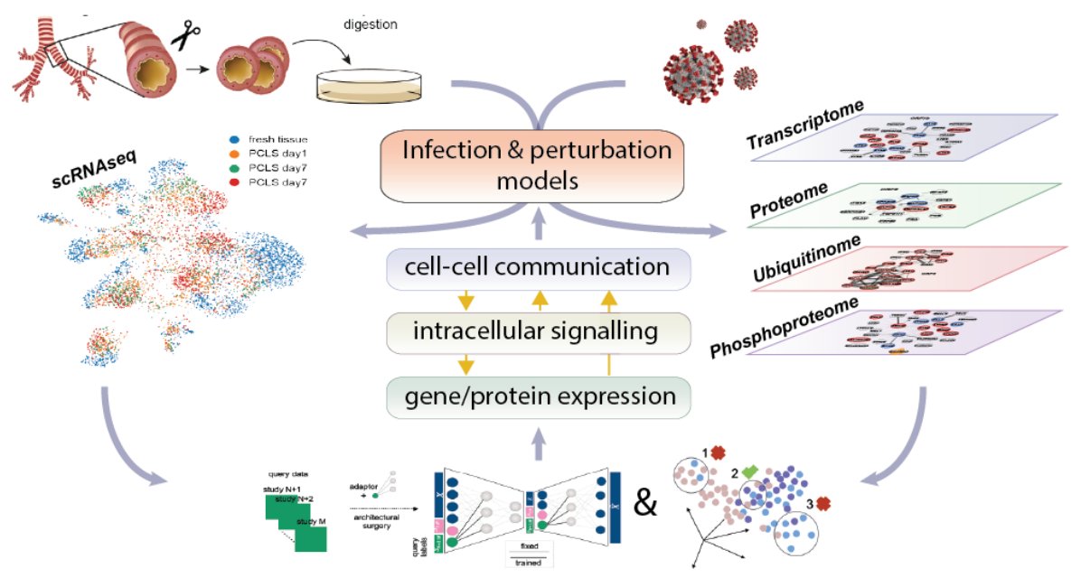 SchillerLab's tweet photo. Open postdoc position from 1st of August `21 in my lab @HelmholtzMunich. Want to use single cell genomics to study mechanisms of virus-host interactions in human lung? Join us as part of the @COVIPA1 consortium. @PichlmairL @fabian_theis @singlecellomics
https://t.co/QCHhh8CQIg https://t.co/CuZLPcj5PR