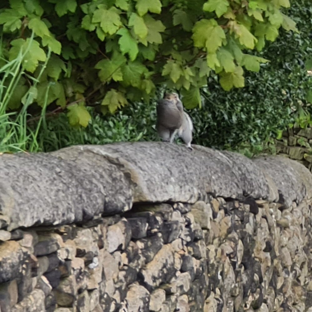 freemanwalkin's tweet photo. Squirrel with its young 1 https://t.co/TGr3qIAfCi