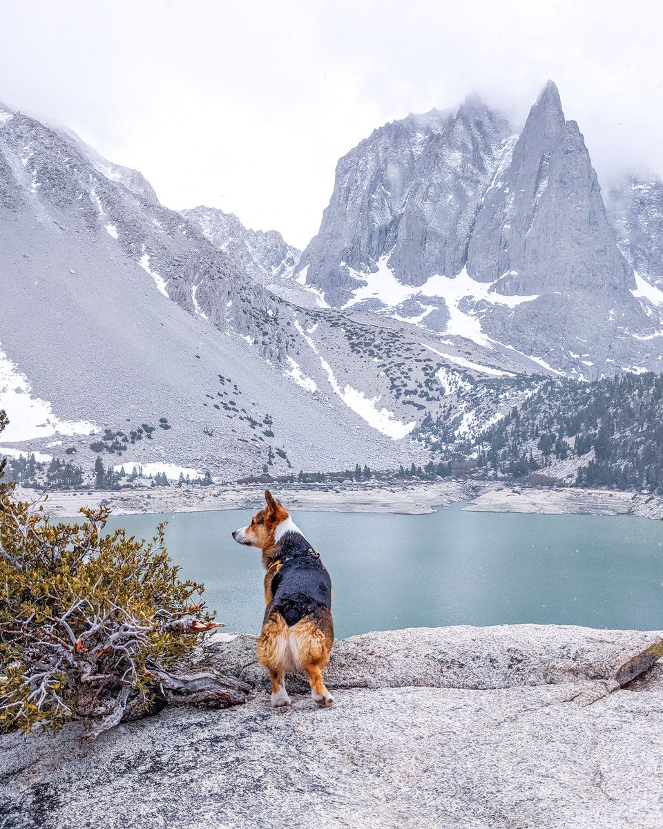 ᴘᴀᴠʟᴏᴠ ᴛʜᴇ ᴄᴏʀɢɪ tweet media