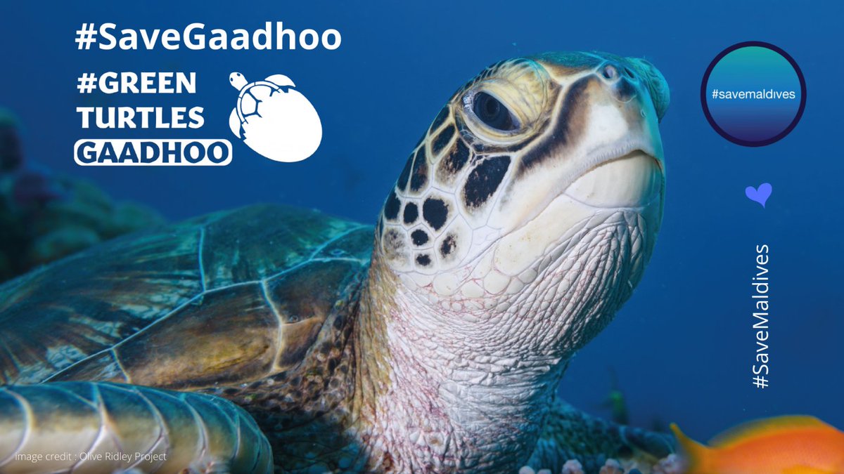 SaveMaldivesMV's tweet photo. ފަރުތަކާ ފަޅުތަކާ
ގިރިތަކާ ކުޅިތަކާ
ވިލުތަކާ ފިނޮޅުތަކާ
ހޭޅިފަށާ މޫދާ - ރާޅުވެސް !
މަސްމަހާ ގަސްގަހާ
ވެލާ ކަހަނބު އެންމަޑިތައް
މޫދުވިނަ ބަގީޗާ އާ
ޤުދުރަތީ ވަސީލަތްތައް
ސަލާމަތްކުރޭ ހިމާޔަތްކުރޭ !
#SaveGaadhoo 🐢
#SaveMaldives 🌊🐟🐠🦈💙🌴🎣 https://t.co/U96HOF1MBs