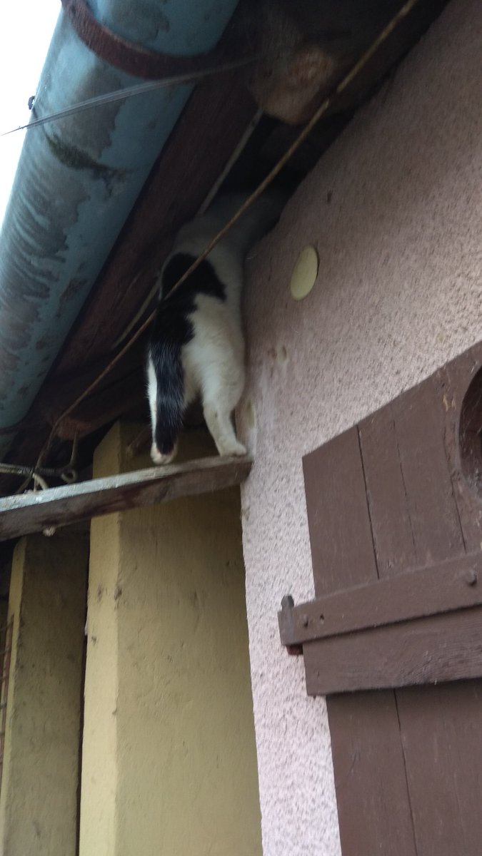 BagiPici's tweet photo. The little acrobat https://t.co/zxWD012Zbl