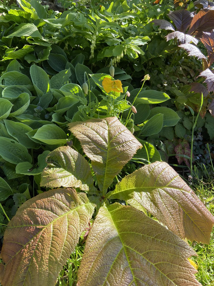 TheWorcsGarden's tweet photo. ❤️loving the north side of the pond leaf & flower combinations here in the #Pembrokeshire garden
#WelshPoppies #Ferns #Woodruff #Meconopsiscambrica #Hosta #meconopsiscambricavaraurantiaca #Rodgersia #LeafPlants #ShadePlants
#WelshGarden #CottageGarden #CountryGarden #LeafGarden https://t.co/zjMX7pXdgy