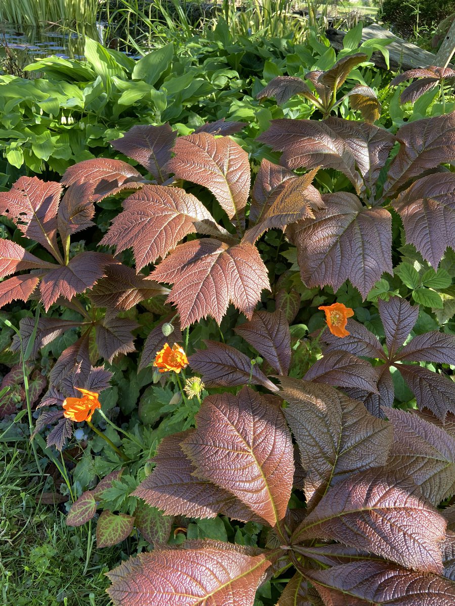 TheWorcsGarden's tweet photo. ❤️loving the north side of the pond leaf & flower combinations here in the #Pembrokeshire garden
#WelshPoppies #Ferns #Woodruff #Meconopsiscambrica #Hosta #meconopsiscambricavaraurantiaca #Rodgersia #LeafPlants #ShadePlants
#WelshGarden #CottageGarden #CountryGarden #LeafGarden https://t.co/zjMX7pXdgy