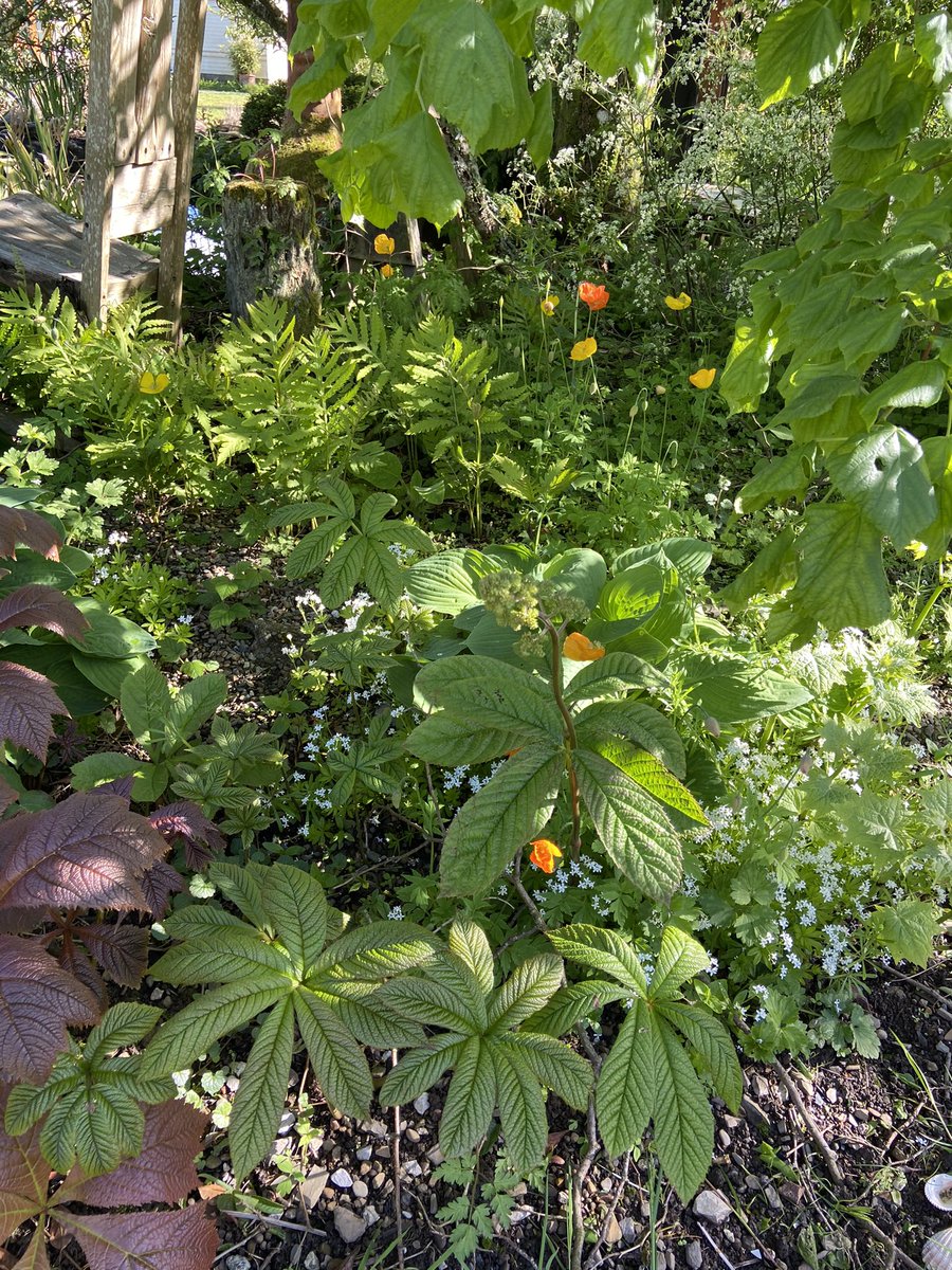 TheWorcsGarden's tweet photo. ❤️loving the north side of the pond leaf & flower combinations here in the #Pembrokeshire garden
#WelshPoppies #Ferns #Woodruff #Meconopsiscambrica #Hosta #meconopsiscambricavaraurantiaca #Rodgersia #LeafPlants #ShadePlants
#WelshGarden #CottageGarden #CountryGarden #LeafGarden https://t.co/zjMX7pXdgy