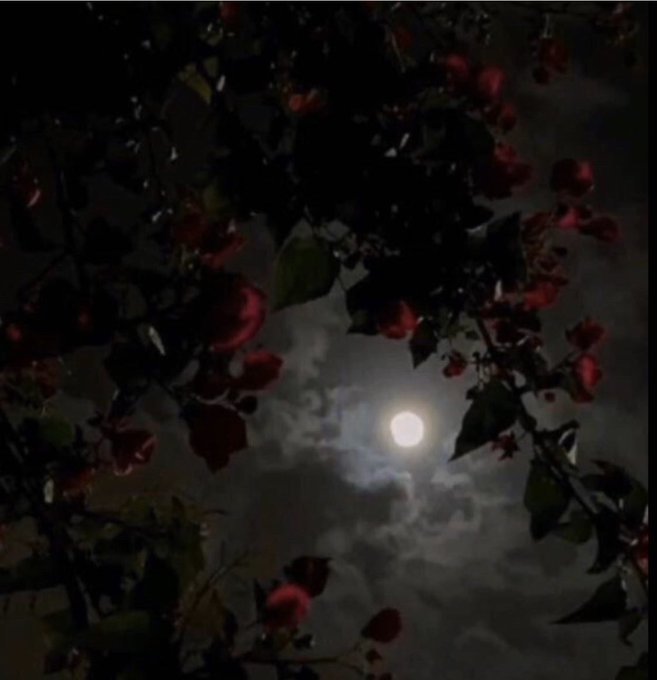 huwra7's tweet photo. يا جمال الليل ..🌃

هدوء ..وبراد .. وقمرة .. 🌕

الجمال في صورة ..🌸 https://t.co/INDfqJe1Sj