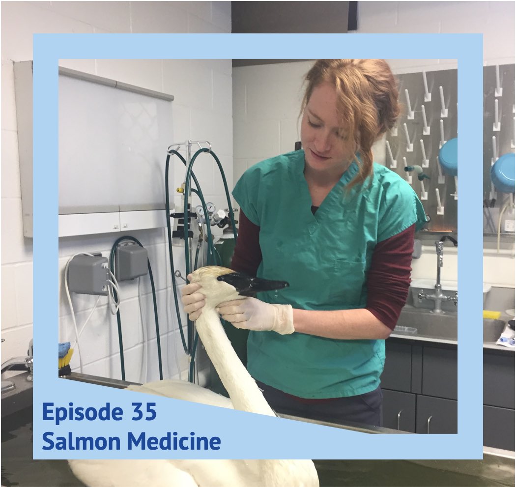 On this week's episode of <a href="/AquadocsPodcast/">AQUADOCS</a>, Dr. Christine Parker-Graham, Wildlife Veterinarian and Veterinary medical officer at <a href="/USFWS/">U.S. Fish and Wildlife Service</a>, discusses the principles of salmon medicine and how to run diagnostic samples during the crazy times of COVID-19.