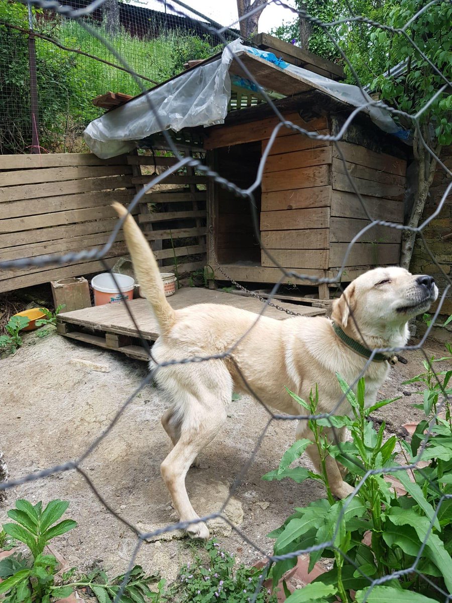 Sahibi iki ay önce intihar etmiş.Bu zavallı bir kaç kişinin getirdigi yiyecekle hayatta kalmış.Biri istedi verdik.Bugün ev sahibim istemiyor diyor.Şu an bulunduğu yerde istenmiyor.Tadilat hâlindeki barınağa bırakacaklarını söylüyorlar.Egitimli,sakin bir can.Acil yuva RT lütfen