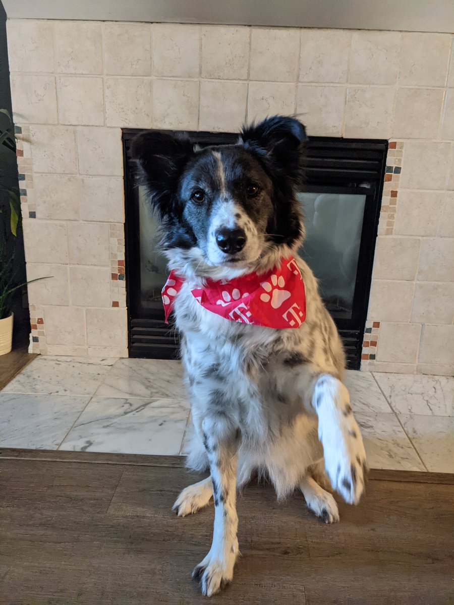 EricaNico1e's tweet photo. Sydney would not do business with any other carrier. Only the best for her. #TMobilePets @TMobile https://t.co/6UZPnYsGCY