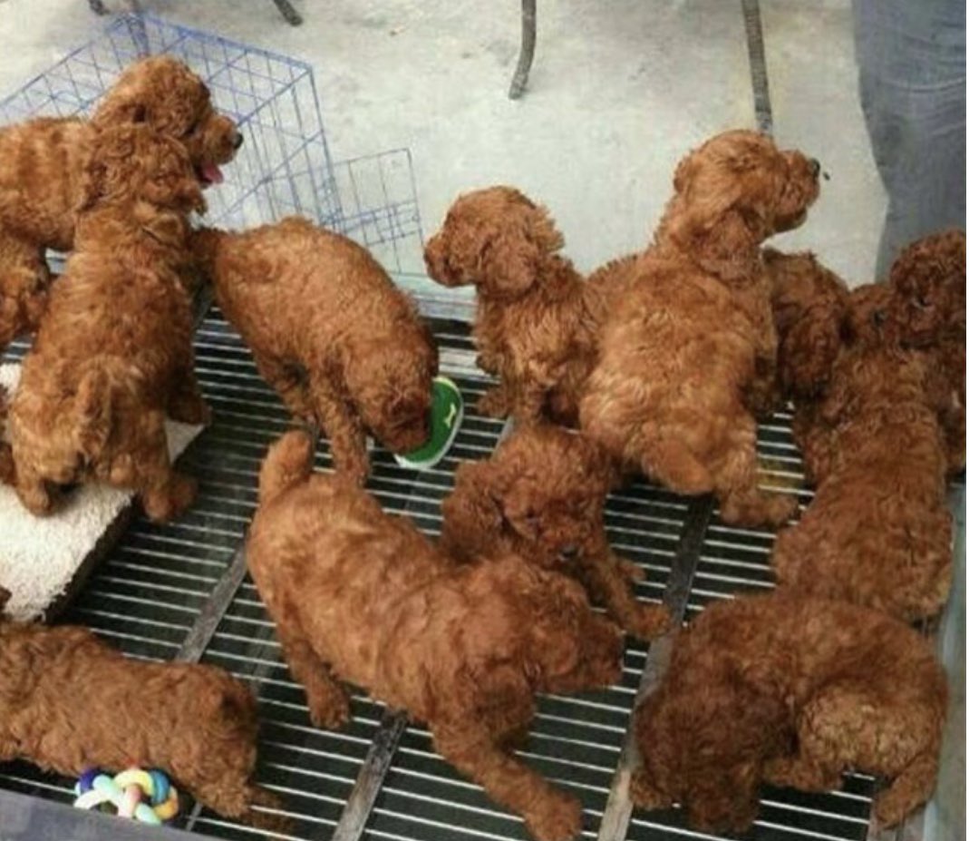 一瞬でもこれが唐揚げに見えたあなた 疲れているようなので休みましょう 話題の画像プラス 一瞬でもこれが唐揚げに見えたあなた 疲れているようなので休みましょう 話題の画像プラス