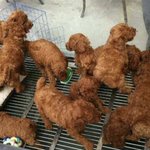 一瞬でもこれが唐揚げに見えたあなた!疲れているようなので休みましょう!